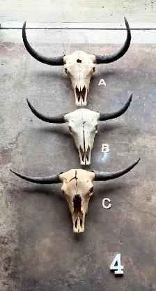 Yak Skull B - Natural Bone and Horns - $500