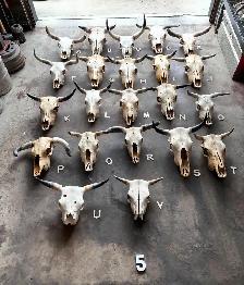 Cattle Skull A - Western Decor - $300 - Edmonton