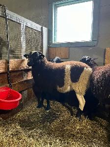 belier ram - Photo 2