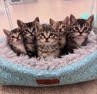 Beautiful RARE Kittens -Ready Now! - Photo 4