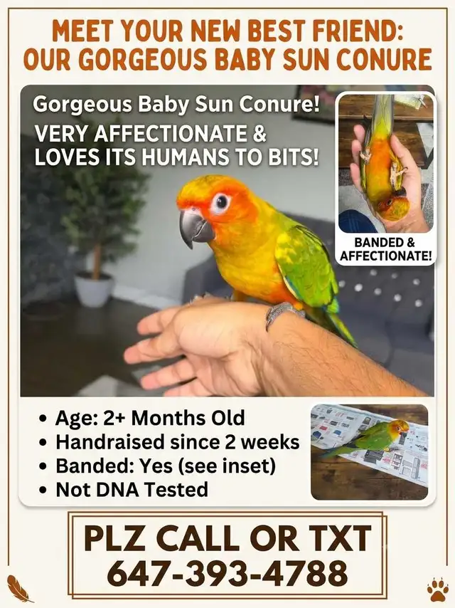 Sun Conure Baby
