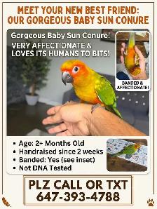 Sun Conure Baby