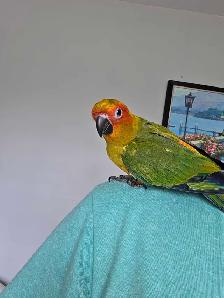 Sun Conure Baby - Photo 4