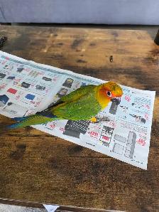 Sun Conure Baby - Photo 5