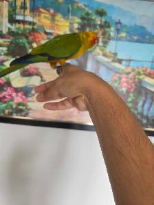 Sun Conure Baby - Photo 6