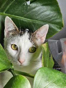 Rehoming Female Cat
