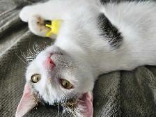 Rehoming Female Cat - Photo 2