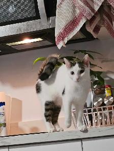 Rehoming Female Cat - Photo 3
