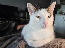 Rehoming Female Cat - Photo 4