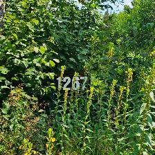 Waterfront Vacant Land - 1267 Snake Creek Rd, Mattawan Twp, On
