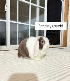 Adorable Holland Lop baby bunnies
