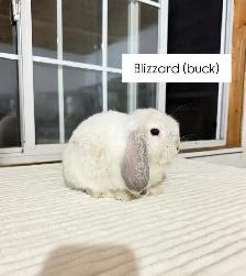 Adorable Holland Lop baby bunnies - Photo 2