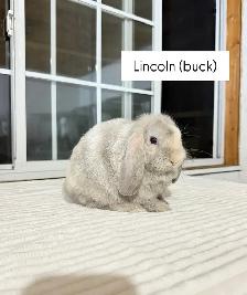 Adorable Holland Lop baby bunnies - Photo 3