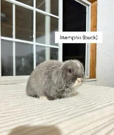 Adorable Holland Lop baby bunnies - Photo 4