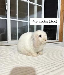 Adorable Holland Lop baby bunnies - Photo 5