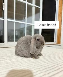 Adorable Holland Lop baby bunnies - Photo 7