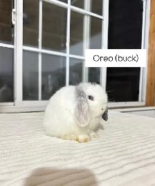 Adorable Holland Lop baby bunnies - Photo 8