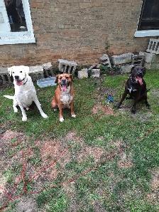 dog walking and training - Photo 3