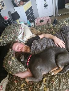 dog walking and training - Photo 4