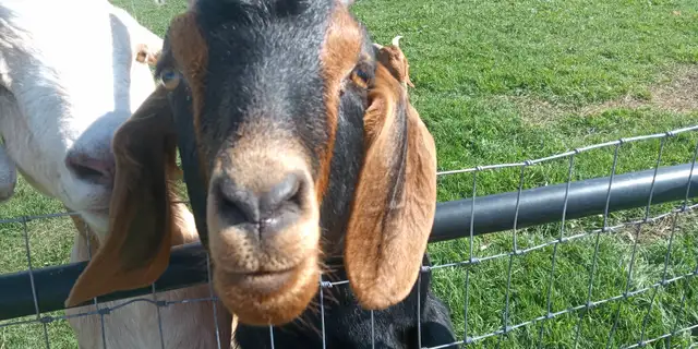 Pet goat