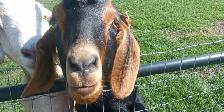 Pet goat