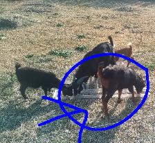 Pet goat - Photo 2