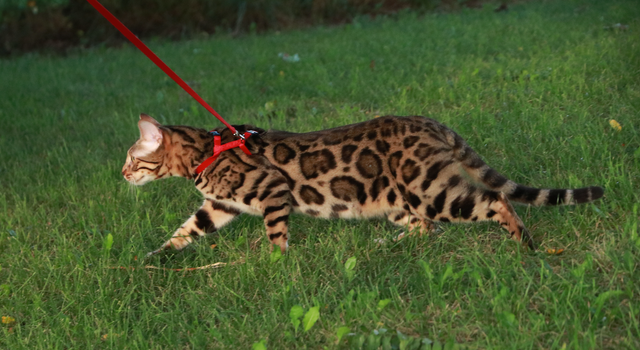 Bengal Kittens