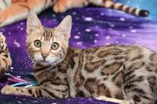 Bengal Kittens - Photo 3
