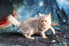 Bengal Kittens - Photo 7