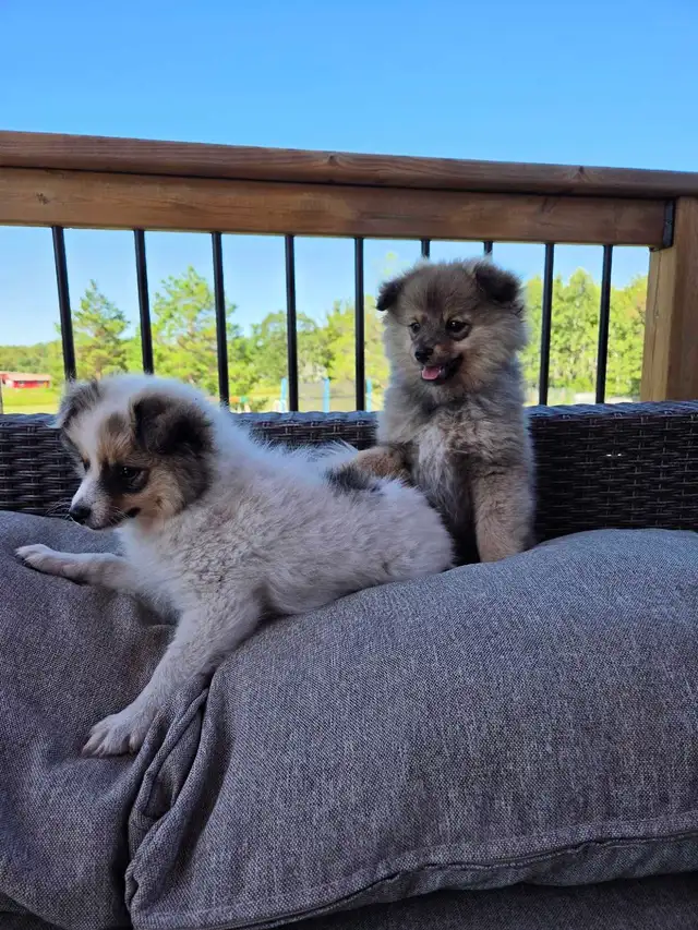 Male Pomeranian Puppies