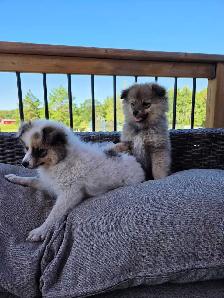 Male Pomeranian Puppies