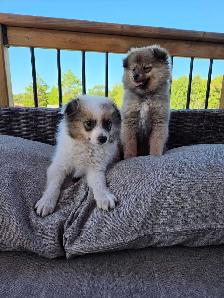 Male Pomeranian Puppies - Photo 2