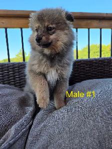 Male Pomeranian Puppies - Photo 3