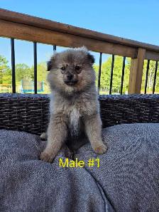 Male Pomeranian Puppies - Photo 4