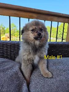 Male Pomeranian Puppies - Photo 5