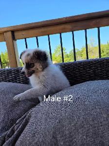 Male Pomeranian Puppies - Photo 6