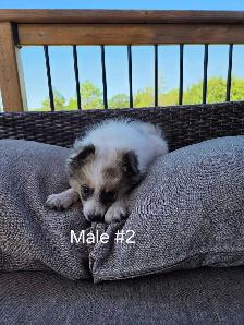Male Pomeranian Puppies - Photo 7