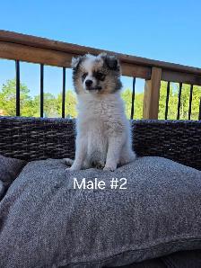 Male Pomeranian Puppies - Photo 8