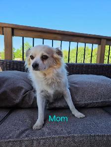 Male Pomeranian Puppies - Photo 9