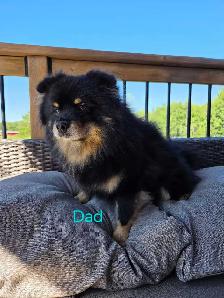 Male Pomeranian Puppies - Photo 10