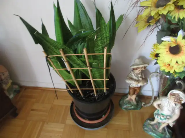 House plant  indoor