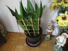 House plant  indoor