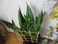 House plant  indoor - Photo 2
