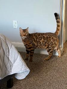 2 Beautiful Bengal cats (bonded pair) - Photo 2