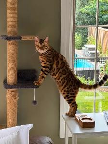 2 Beautiful Bengal cats (bonded pair) - Photo 3