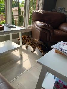 2 Beautiful Bengal cats (bonded pair) - Photo 4