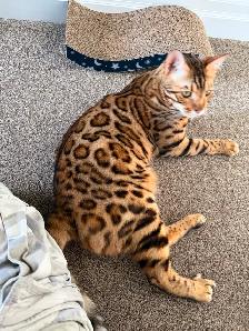 2 Beautiful Bengal cats (bonded pair) - Photo 5