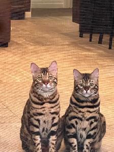 2 Beautiful Bengal cats (bonded pair) - Photo 6
