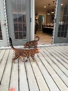 2 Beautiful Bengal cats (bonded pair) - Photo 7