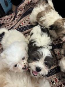 Males Shih Tzu Puppies Available